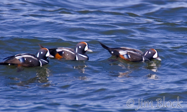 ch238-harlequin-duck
