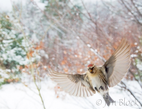 cj74c-common-redpolls-flying-in-snow-storm