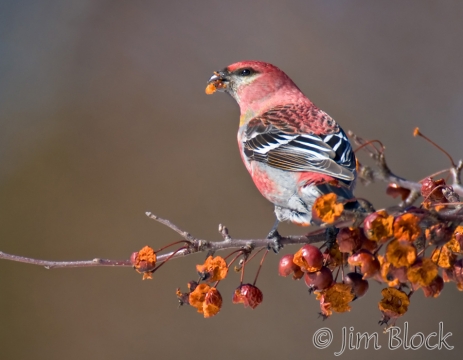 ck245f-pine-grosbeak