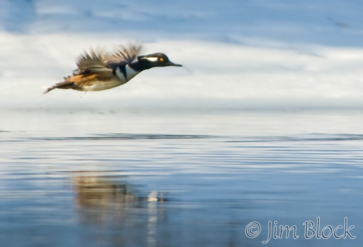 ck528g-hooded-merganser-at-mouth-of-grant-brook