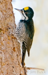 ck670-black-backed-woodpecker