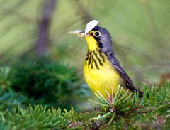 cm359c-canada-warbler-with-moth