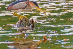 FB296F-Least-Bittern-with-Banded-Killifish