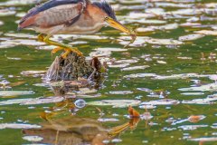 FB296N-Least-Bittern-with-Banded-Killifish