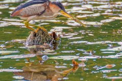 FB296O-Least-Bittern-with-Banded-Killifish