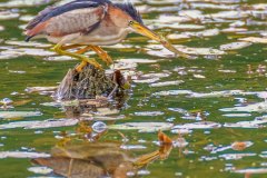 FB296R-Least-Bittern-with-Banded-Killifish