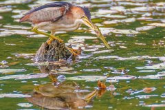 FB296T-Least-Bittern-with-Banded-Killifish