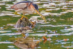 FB296U-Least-Bittern-with-Banded-Killifish