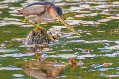FB296V-Least-Bittern-with-Banded-Killifish