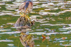 FB297I-Least-Bittern-with-Banded-Killifish