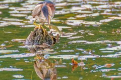 FB297K-Least-Bittern-with-Banded-Killifish