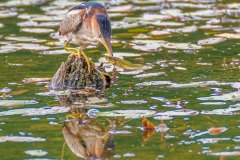 FB297M-Least-Bittern-with-Banded-Killifish