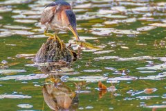 FB298D-Least-Bittern-with-Banded-Killifish