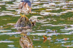 FB298Q-Least-Bittern-with-Banded-Killifish