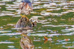 FB298R-Least-Bittern-with-Banded-Killifish