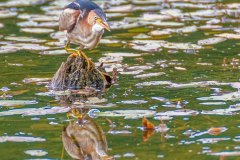 FB298S-Least-Bittern-with-Banded-Killifish