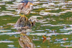 FB298T-Least-Bittern-with-Banded-Killifish