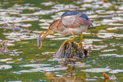 FB305W-Least-Bittern-with-fish