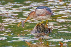 FB305X-Least-Bittern-with-fish