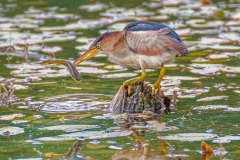 FB307A-Least-Bittern-with-fish