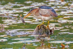 FB307B-Least-Bittern-with-fish