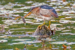FB307D-Least-Bittern-with-fish