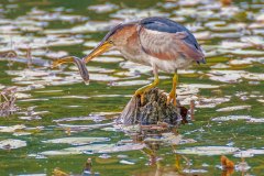 FB307F-Least-Bittern-with-fish