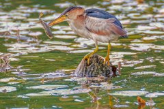 FB307H-Least-Bittern-with-fish