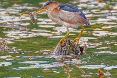 FB307J-Least-Bittern-with-fish