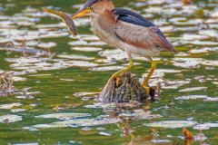 FB307Q-Least-Bittern-with-fish