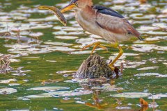 FB307U-Least-Bittern-with-fish