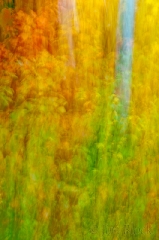 floiage blur
