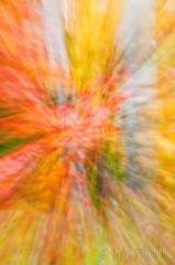 foliage zoom at Baum