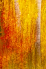 Baum blur 1