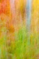 Baum blur 2