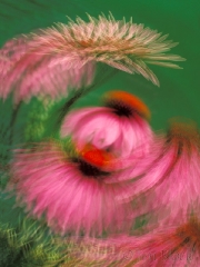 coneflowers-swirling