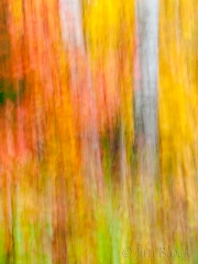 Baum blur 3