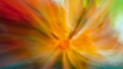 tuberous-begonia