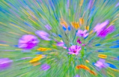 flowers in sunapee
