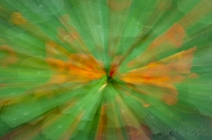 green leaves
