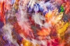dancing leaves