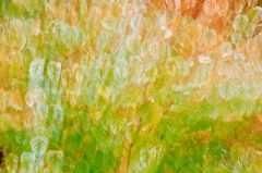 bamboo in fall 1