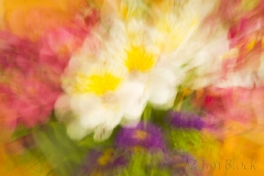birthday-flowers-in-motion