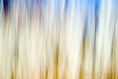 grasses-in-park-grafton-vt