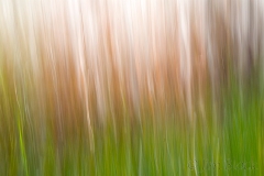 grasses-in-park-grafton-vt