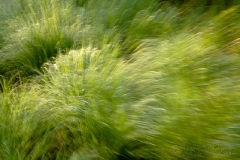 grasses-at-bear-pond-canaan