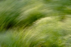 grasses-at-bear-pond-canaan