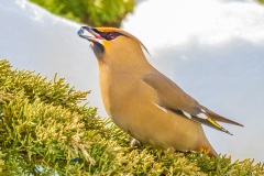 FL413B-Bohemian-Waxwing