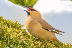 FL413C-Bohemian-Waxwing