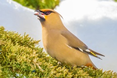 FL413D-Bohemian-Waxwing